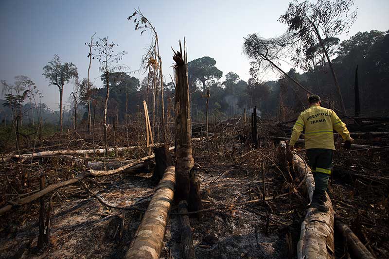Nos últimos oito anos, o Brasil perdeu quase 10 milhões de hectares de vegetação nativa. Apesar da redução histórica de 32,4% em 2024, o desmatamento segue concentrado no Cerrado e Amazônia, com desafios para proteção ambiental.