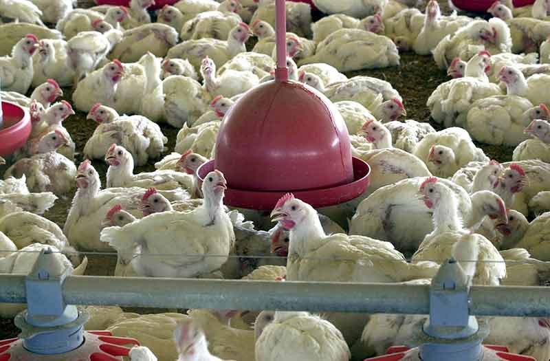 Foco de gripe aviária foi detectado no Rio Grande do Sul
