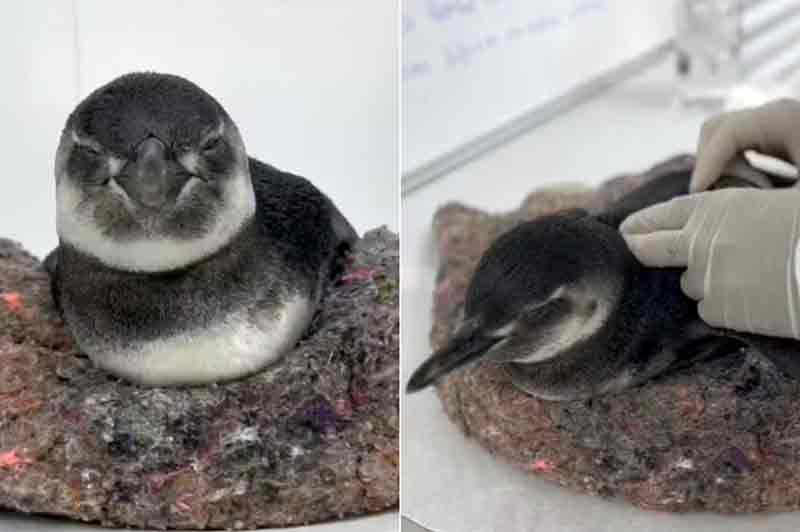 Pinguins resgatados com vida foram encaminhados ao Centro de Reabilitação e Despetrolização de Animais Marinhos, em Guarujá — Foto: Instituto Gremar